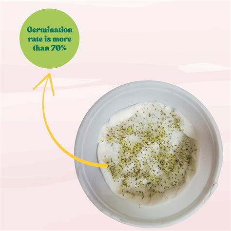 Buy Best Quality Daisy Pomponette Mix Seeds Online - Organicbazar