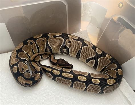 Ball Python Weight Gain 的图像结果