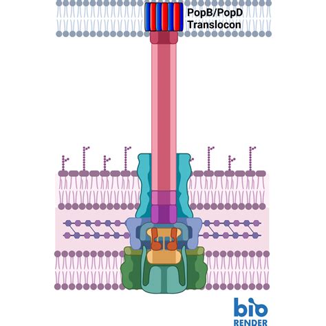 Sabotaging Superbugs: Scientists Unveil New Tactics Against Antibiotic ...