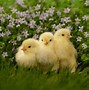 Image result for Spring Animals iPhone Wallpaper