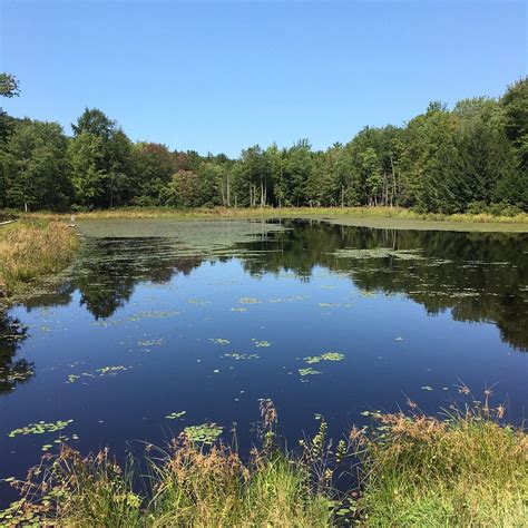 Daisy Field Farm (2026) - All You MUST Know Before You Go (w/ Reviews ...