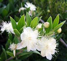 fiori di mirto novembre il mirto grandesud eu fiori di mirto novembre il mirto grandesud eu