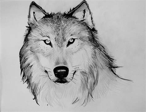 Art Hub Draw A Wolf at Skye Clarey blog