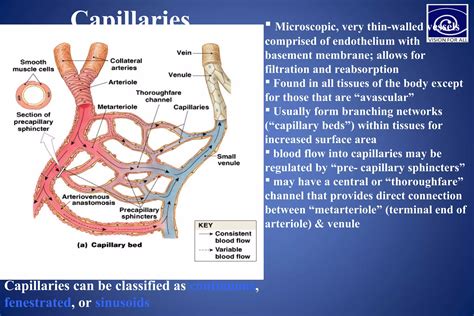 ANATOMY OF BLOOD VESSELS | PPT