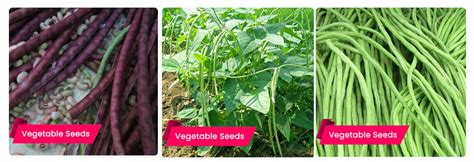 Best 6 Varieties of Cowpea Seeds – Native and Hybrid Cowpea (Payar) Se ...