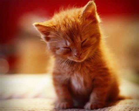 1000+ images about Cutest Kittens on Pinterest | Cute cats, Nap times ...