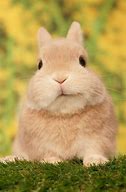 Image result for Baby Bunnies Fluffy Born