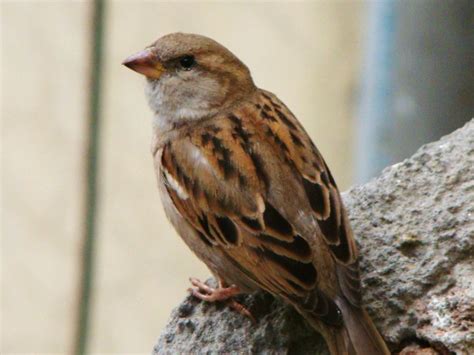 Save birds this summer | Skymet Weather Services