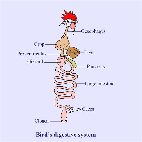 Image result for Bird Digestive System