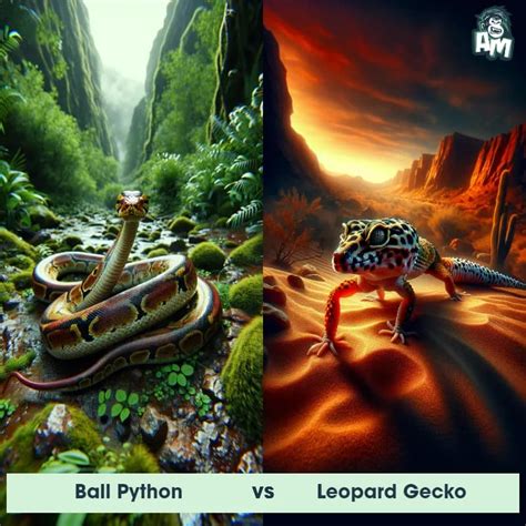 Image result for Python vs Leopard
