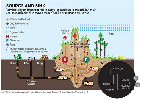 Termites emit methane. But the extent of their risk to global warming ...