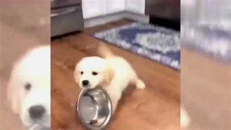 Boo 世界上最可爱的狗狗 图片全集 - 茶杯宠物网