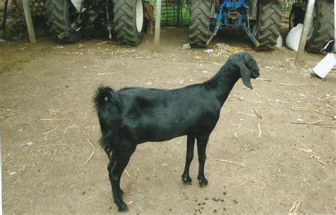 Osmanabadi Goat Farming Photo Gallery
