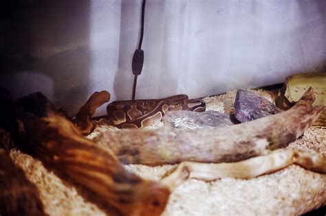 Image result for Stages Before a Python Sheds