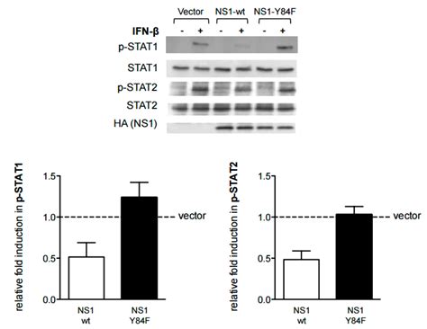 A Conserved Residue, Tyrosine (Y) 84, in H5N1 Influenza A Virus NS1 ...