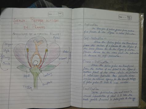 What is the diff. b/w self pollination and cross pollination. Describe ...