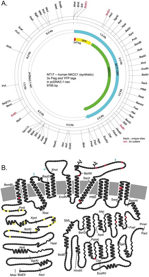 Image result for Restriction Enzyme Map