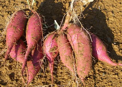 サツマイモ掘り に対する画像結果