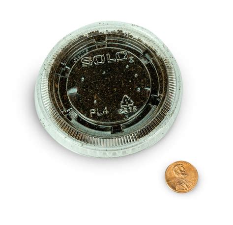 Josh's Frogs Black Soldier Fly Larvae (50 Count - Medium): Buy Online ...