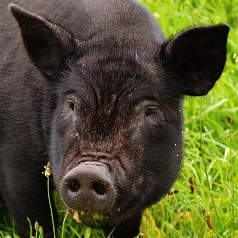 A blog that sets out some facts about the sizes of pigs | Micro pigs ...