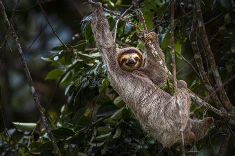 Sloth Climbing Tree 的图像结果