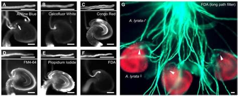 Quantification of Species-Preferential Micropylar Chemoattraction in ...