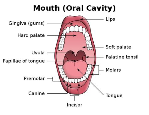 Nutrition in human being - buccal cavity — lesson. Science CBSE, Class 10.