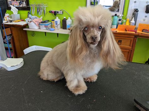 Image result for Petey Python