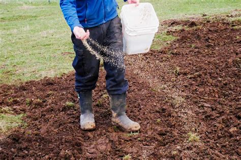 When To Plant Grass Seed In Massachusetts | Storables