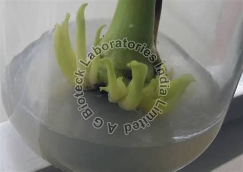 Banana Tissue Culture Plants Manufacturer, Supplier from Hyderabad