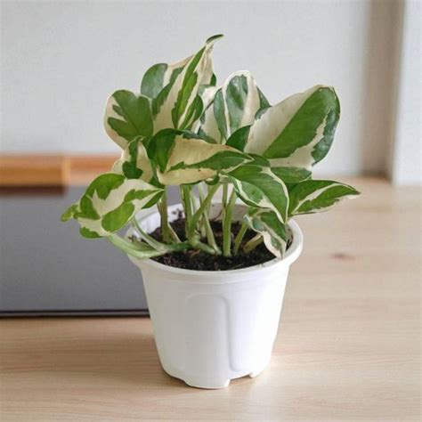 Plants | Buy Indoor Plants, Outdoor Plants | Flipkart