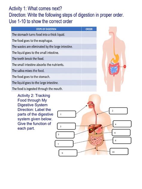 Image result for Development of Digestive System Questions