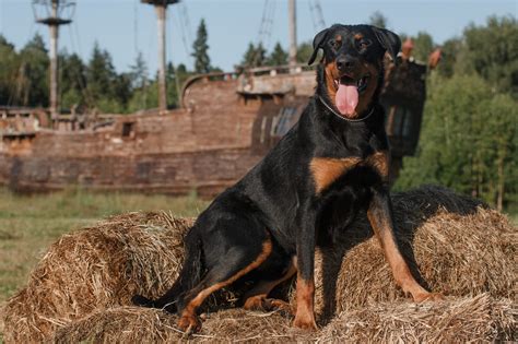21 Best Guard Dog Breeds for Protection | Guard Dog Breeds