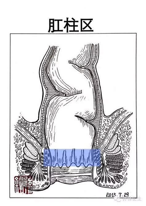 手绘 + 标本教你掌握肛管解剖「四线三区」_肛门