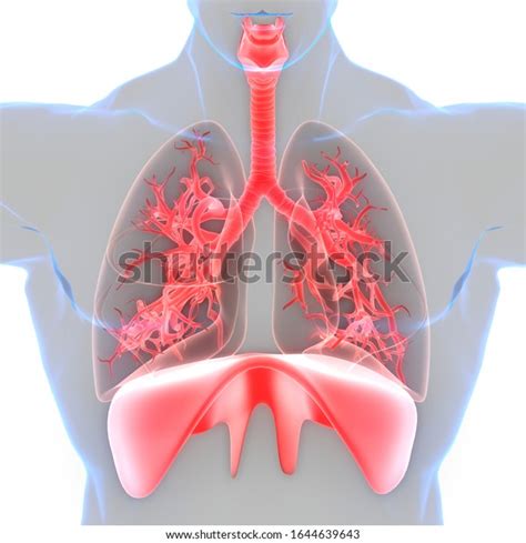 Image result for Lung Segmentation Using CNN