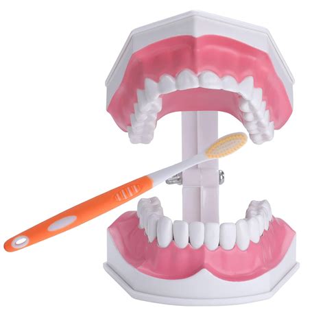 Healthible Teeth Model for Kids - 2 Times Tooth Brushing Model Large ...