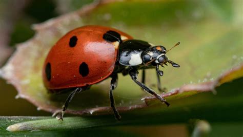 Are Ladybugs Poisonous to Humans? | Pests Exterminators