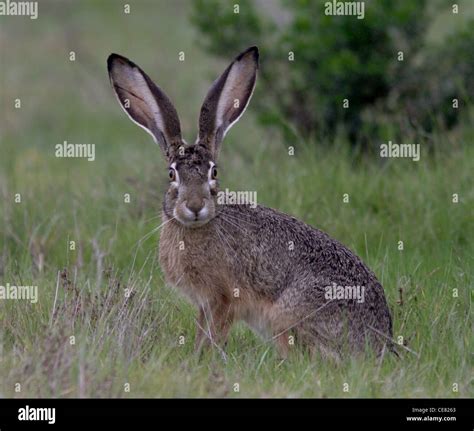 Black Tailed Jackrabbit