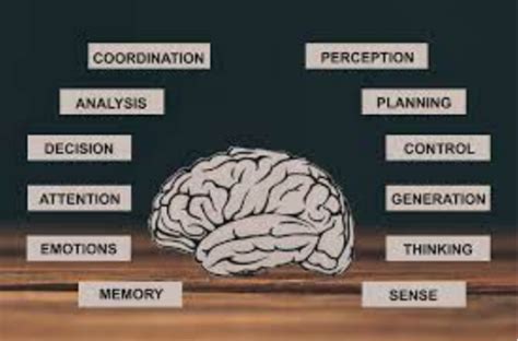 Image result for Brain Learning Process