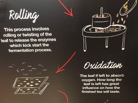 Image result for How to Process Tea