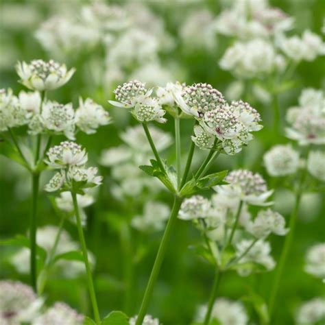 Astrantia maj. 'Superstar' | Van der Dussen Groencentrum