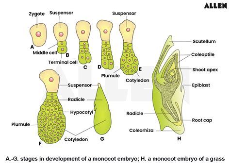 Double Fertilization: Definition, Process and Embryo Development