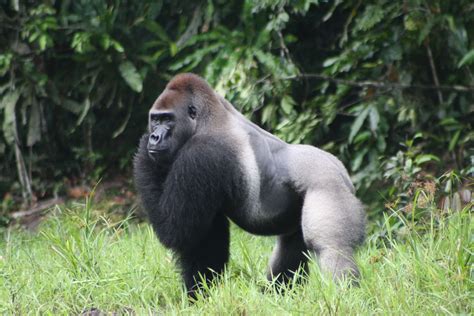 Silverback Lowland Gorilla
