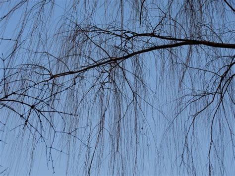 柳树能在广东生长吗-花卉百科-绿宝园林网