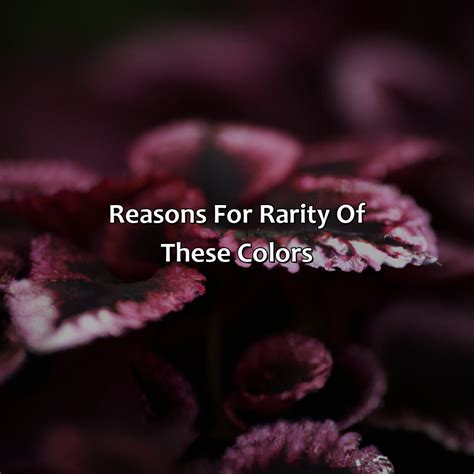 What Is The Rarest Color In Nature - colorscombo.com