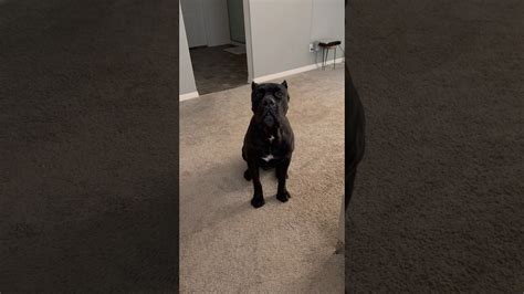 Looking back at a giant dog's most amazing year yet