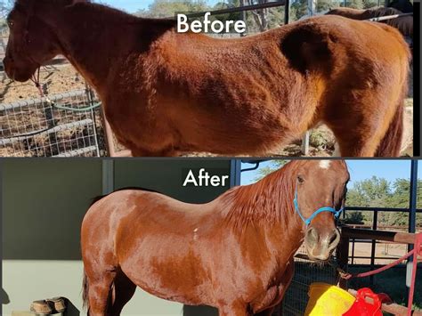 Treating Cushing S Disease In Horses Naturally at Eva Mowery blog
