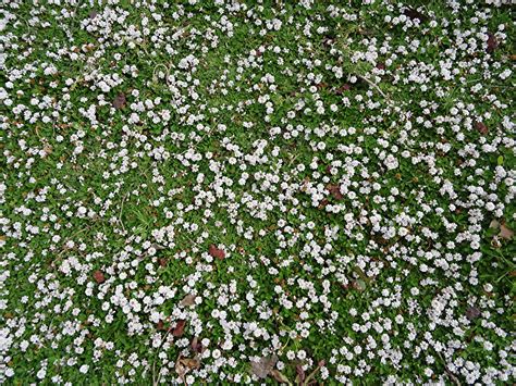 Phyla nodiflora - Frog fruit care and culture | Travaldo's blog