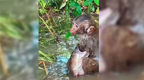 Viral Video Fish Attempting To Eat Monkey Like That Video Viral On ...