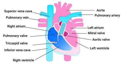 Important Diagrams: Body Fluids and Circulation - Biology Class 11 ...